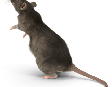 Un rat