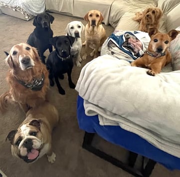 dog boarding, boarding dogs, all breeds, small dogs, large dogs, medium dogs in home, couch