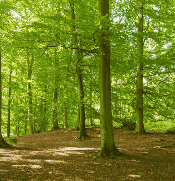 Foret
