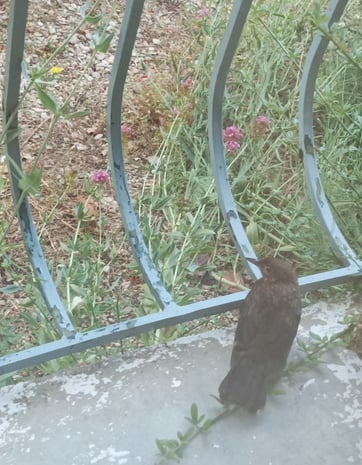 The young blackbird recovering from its collision