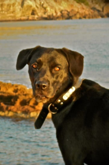  Comunicación animal a distancia: perro negro, reflejando el vínculo intuitivo entre humano y animal