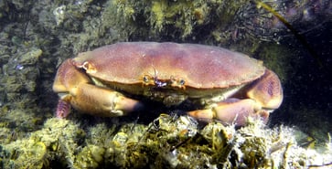 Tourteau en plongée de nuit au Cap Ferret