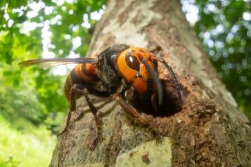 a wasp stinger sitting on top of a tree
