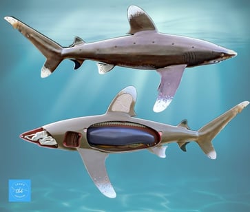scheman-anatomie-requin