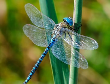 Dragonfly