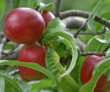 a bunch of apples are shown on a tree branch