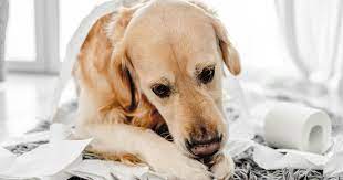 Dog food for Diarrhea