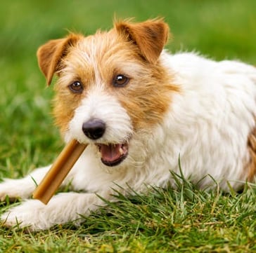 Dog treats