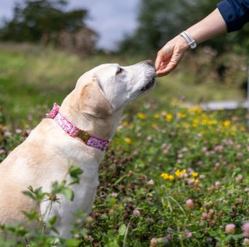 dog with a sensitive stomach