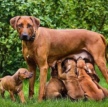 nursing dog