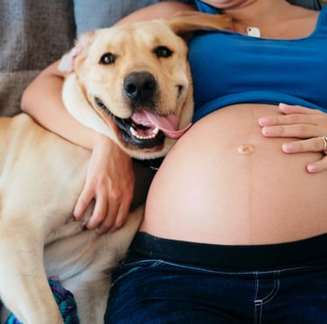 pregnant dog and woman