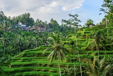 Iconic Ubud Scenery