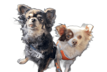 Les collaboratrices de l'artisane BERENGERE SILVER BIJOUX Deux petites chihuahuas