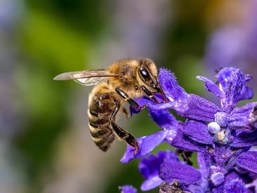 Pollinator Friendly plants