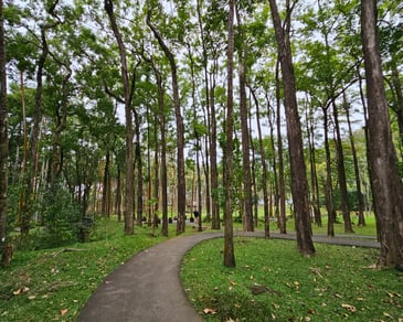 a path way through a park with a path leading to a park