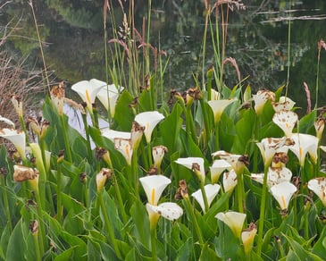 Arums au lac du piton de l'eau