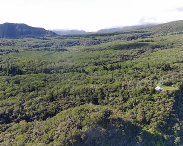 View of la foret de bebour