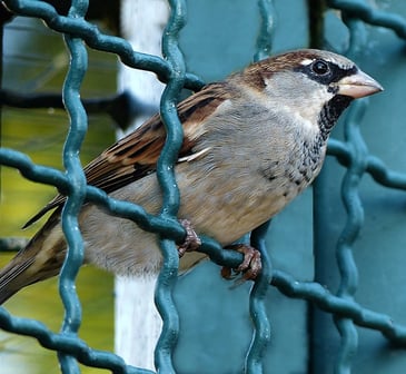 Symbole d'1 oiseau (moineau) se libérant de sa cage en passant à travers un grillage vert