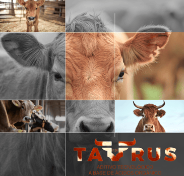 collage de vacas y ganado