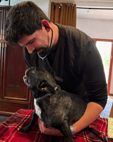 Consulta veterinario a domicilio en Alicante