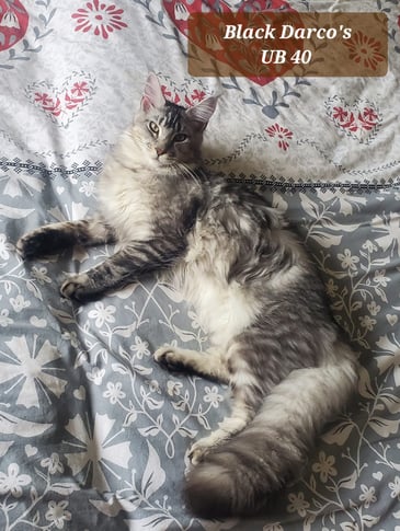 maine coon male