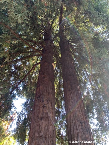 2 Sonoma County redwoods trees close together