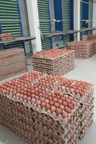 eggshells are stacked on top of each other