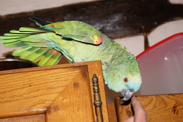 Mon perroquet amazone à front bleu 25 ans a disparu le 31 mars 2025
