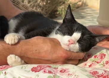 Luna wurde gerettet und sucht ein Für-Immer-Zuhause, Adoption-sofort Ausreise-Ausreiseprotokoll