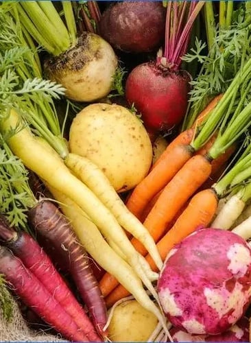 Colourful root vegetable selection, multi-colour carrots, beets, potatoes from Poplar Bluff Organics