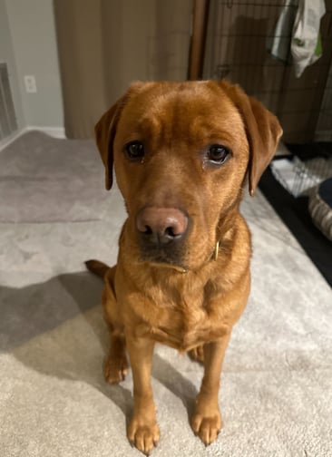 a dog sitting, a bed in the background