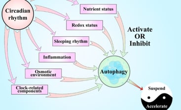 autophage activation and fasting