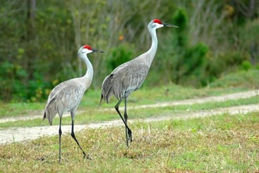 Our beloved Sandhill Cranes