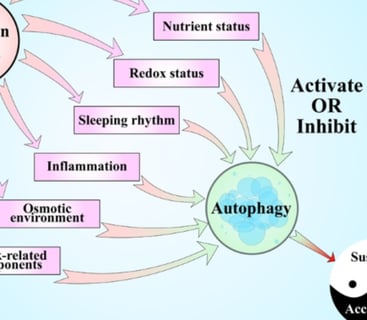 autophage activation and fasting