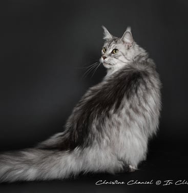 Maine coon femelle