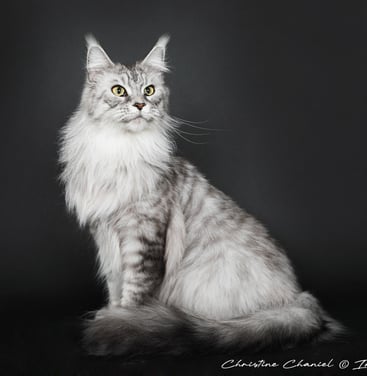 Maine Coon à lélevage Des Rives De Riss