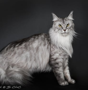 Chat de race Maine Coon
