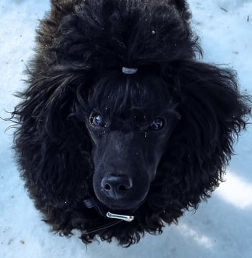 Caniche toy noir dans la neige