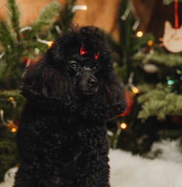 Caniche toy noir