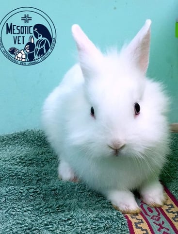 coniglio, rabbit
