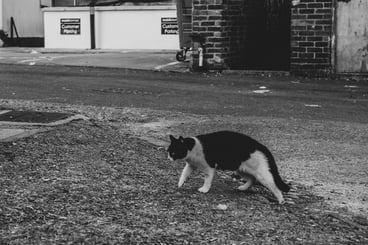 a black-and-white tuxedo cat is tiptoeing cautiosly towards its object of interest, street scene in black and white