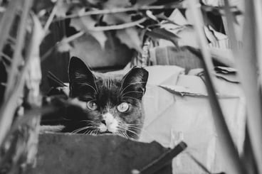 a grey cat with a piercing gaze stares into the camera from behind a planter