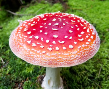 Amanita Muscaria