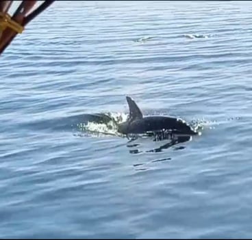 Observation des dauphins