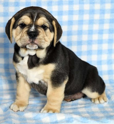baebull puppies for sale