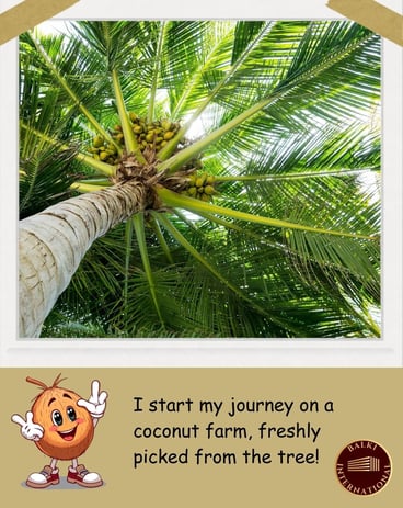 Pollachi Coconut processing captured during export preparation by Balki International