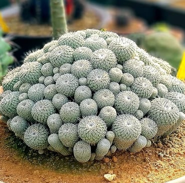 a lot of small Button Cactus plants growing close together