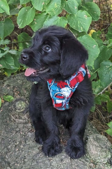 dunkler Hund sitzt auf Holz vor grünen Blättern