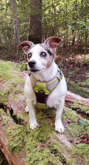 Bild von einem Hund der auf einem Baumstamm sitzt, mit Wald im Hintergrund