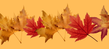 légume d'automne